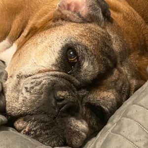 Meet your Posher, Jake